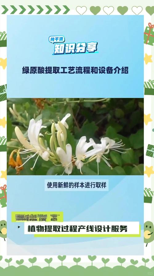 绿原酸提取全流程详解——从金银花到高纯度提取物
