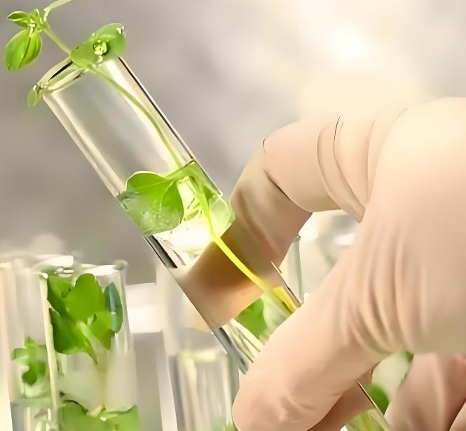植物提取物检测